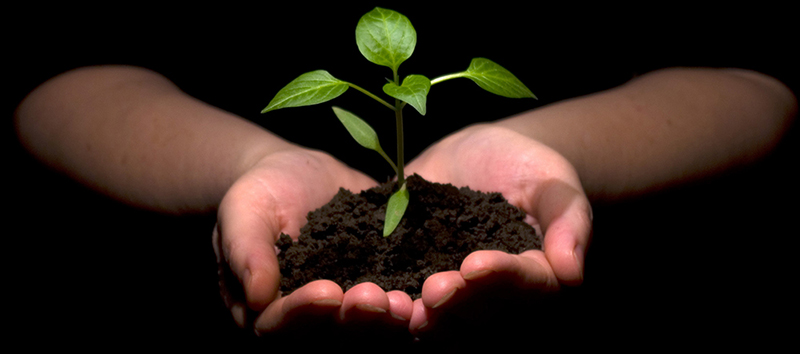 Hands holding a growing plant